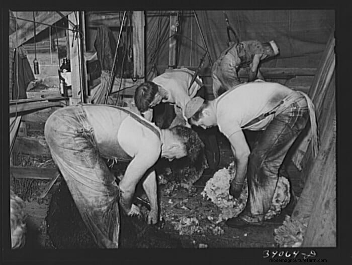 13 Vintage Pictures of Sheep Shearing