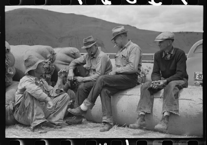 13 Vintage Pictures of Sheep Shearing