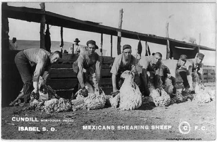 13 Vintage Pictures of Sheep Shearing