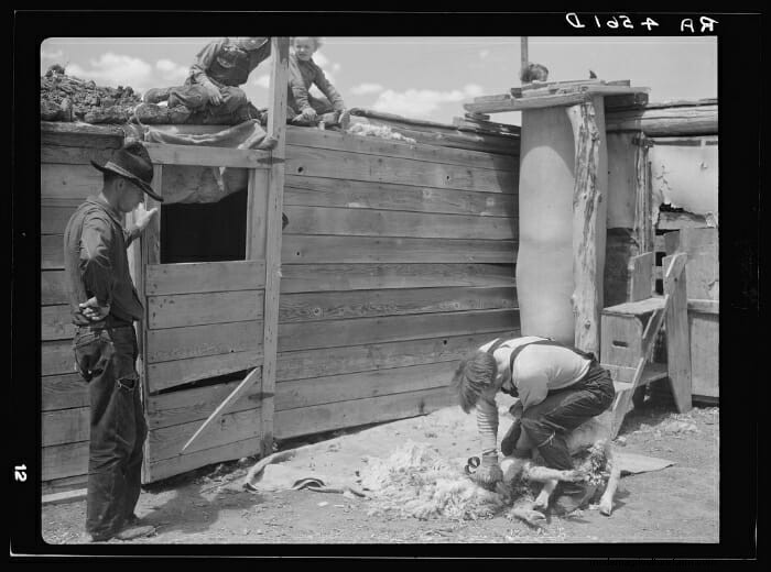 13 Vintage Pictures of Sheep Shearing