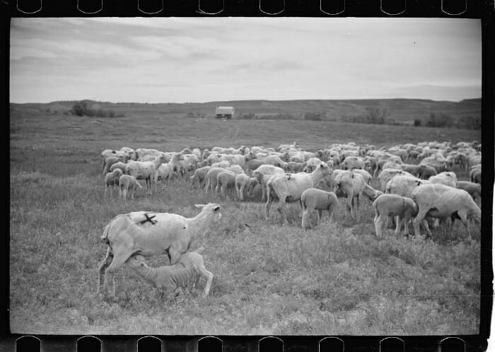 13 Vintage Pictures of Sheep Shearing