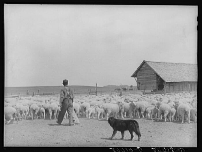 13 Vintage Pictures of Sheep Shearing