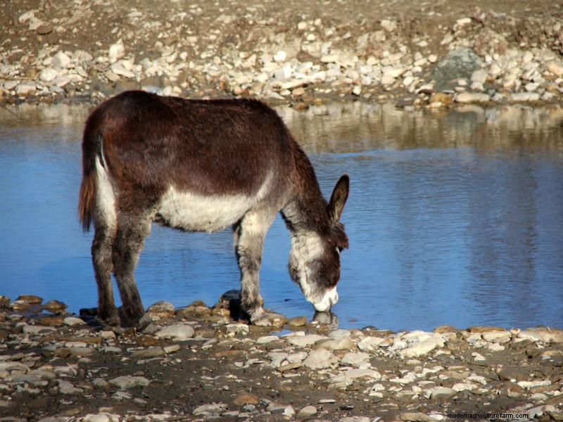 Care for a Glass of Donkey Milk?