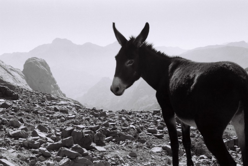 Care for a Glass of Donkey Milk?