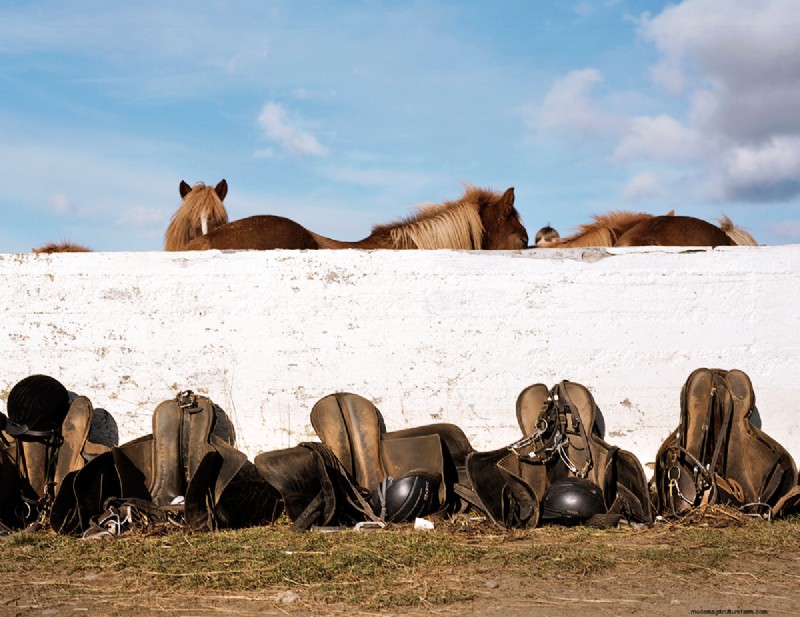 Half Wild: Iceland’s Incredible Horses