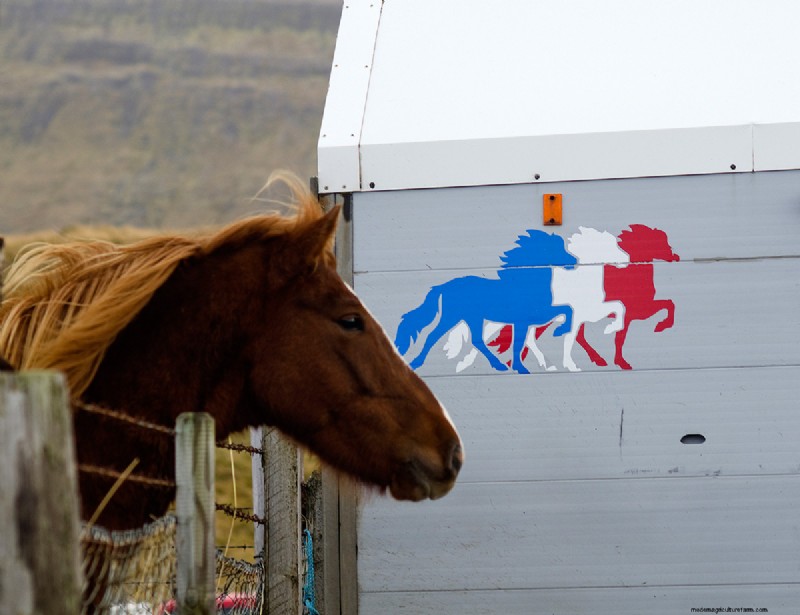Half Wild: Iceland’s Incredible Horses
