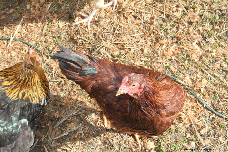 Raising Backyard Chickens