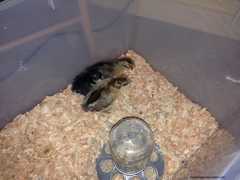 Raising Backyard Chickens