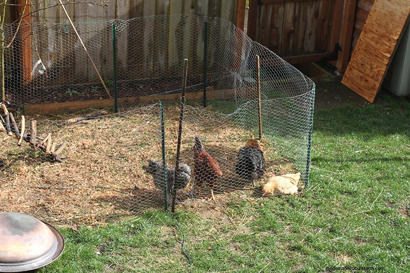 Raising Backyard Chickens