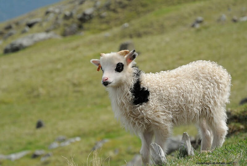 Photos: The Weird and Wonderful Sheep of the Faroe Islands