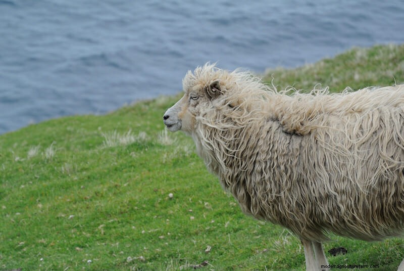 Photos: The Weird and Wonderful Sheep of the Faroe Islands