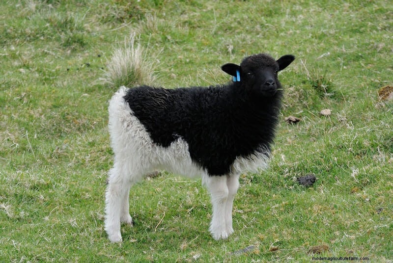 Photos: The Weird and Wonderful Sheep of the Faroe Islands
