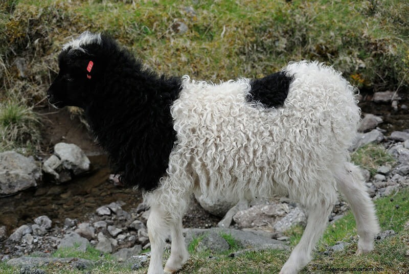 Photos: The Weird and Wonderful Sheep of the Faroe Islands