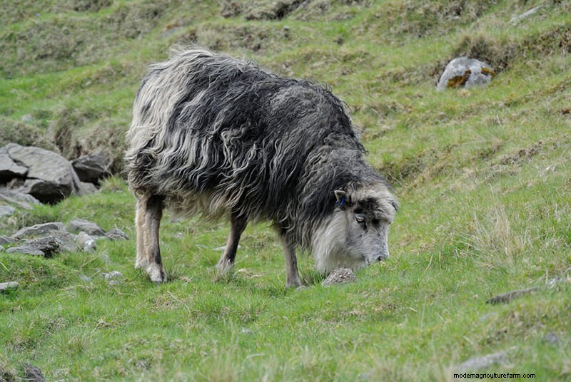 Photos: The Weird and Wonderful Sheep of the Faroe Islands
