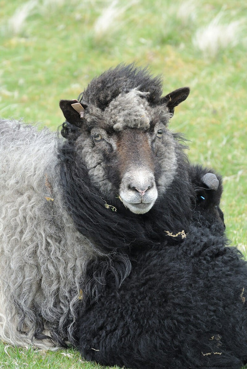 Photos: The Weird and Wonderful Sheep of the Faroe Islands