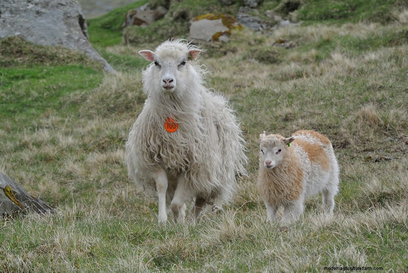 Photos: The Weird and Wonderful Sheep of the Faroe Islands