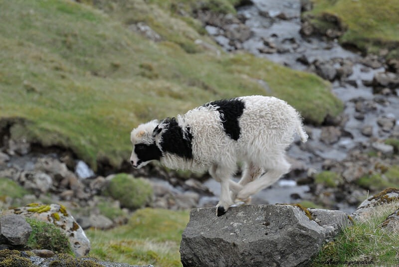 Photos: The Weird and Wonderful Sheep of the Faroe Islands
