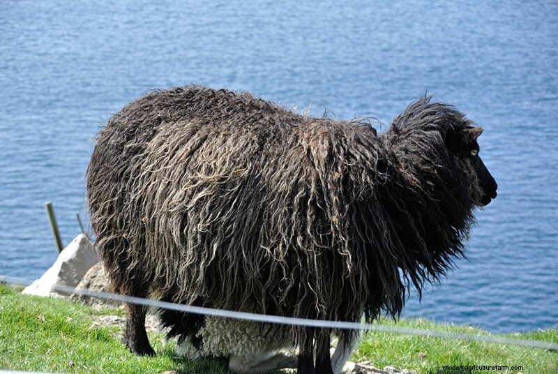 Photos: The Weird and Wonderful Sheep of the Faroe Islands