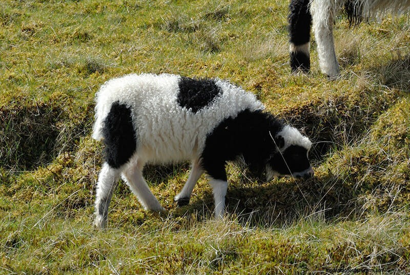 Photos: The Weird and Wonderful Sheep of the Faroe Islands