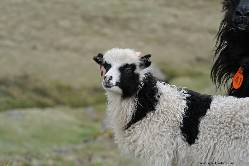 Photos: The Weird and Wonderful Sheep of the Faroe Islands