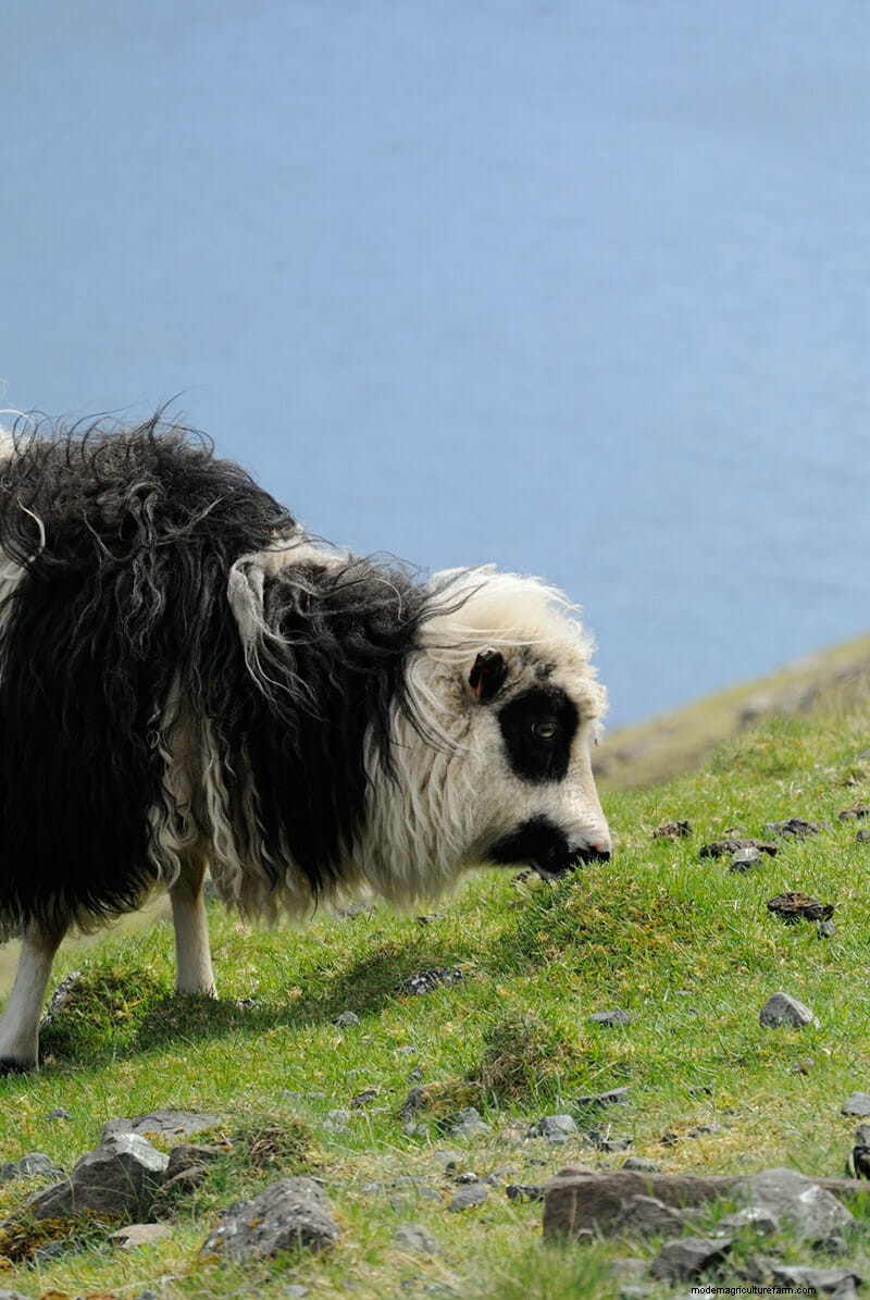 Photos: The Weird and Wonderful Sheep of the Faroe Islands