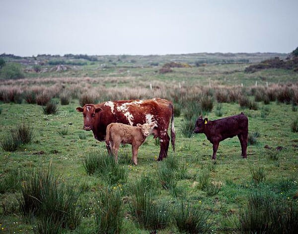 9 Cows of Yesteryear