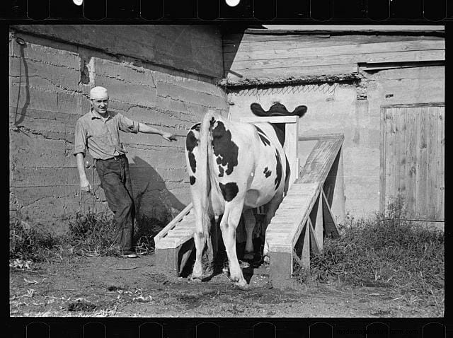 9 Cows of Yesteryear