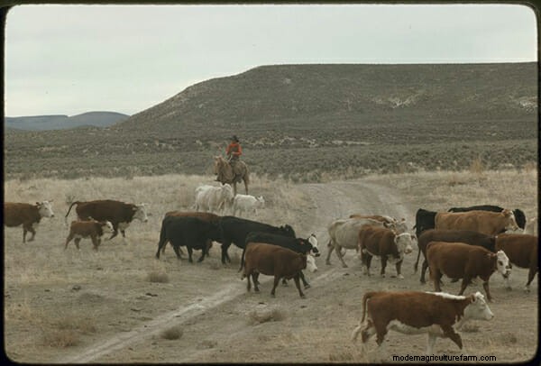 9 Cows of Yesteryear