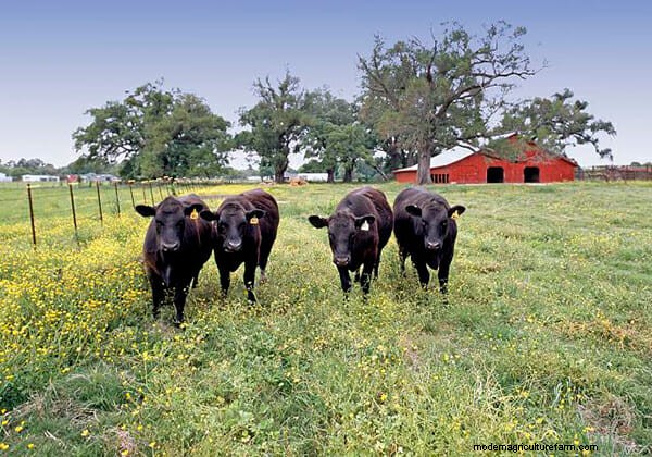 9 Cows of Yesteryear