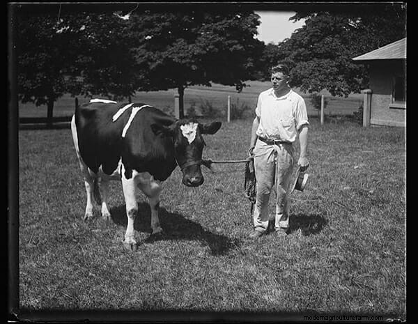 9 Cows of Yesteryear