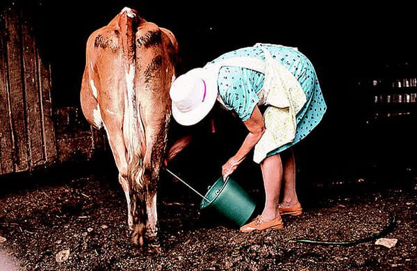 9 Cows of Yesteryear