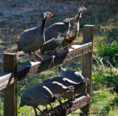Guinea Fowl: Your Overlooked Backyard Buddy