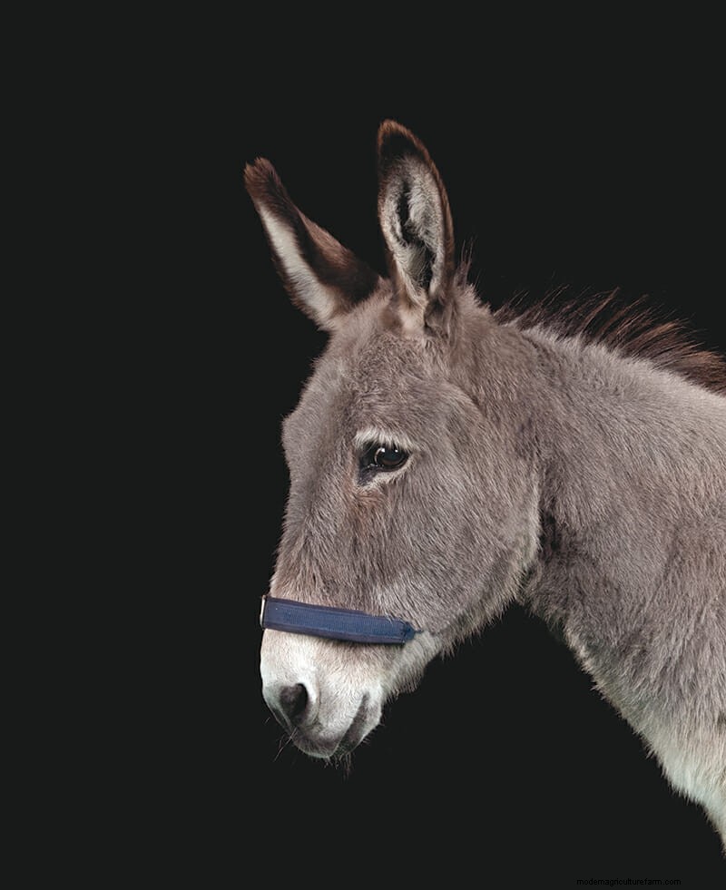 Which Donkey Kicks Ass?