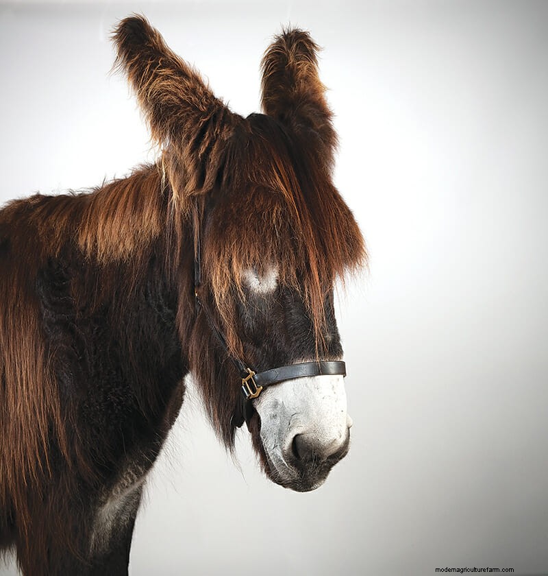 Which Donkey Kicks Ass?