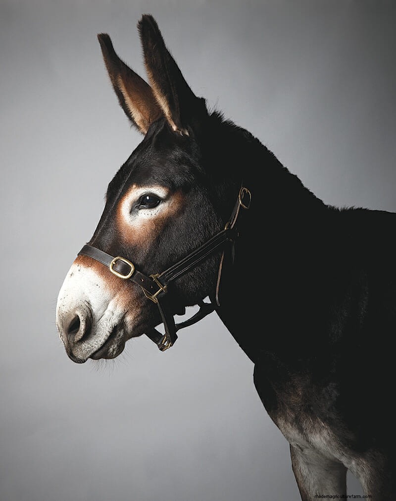 Which Donkey Kicks Ass?