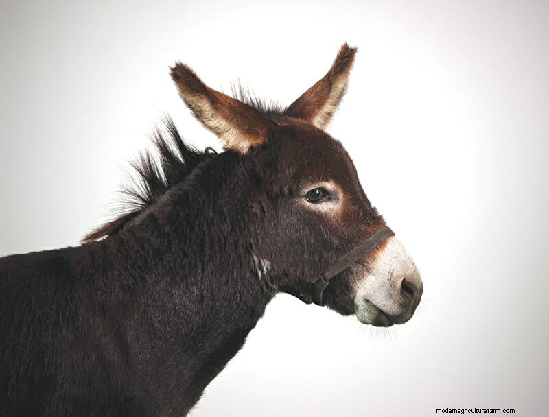 Which Donkey Kicks Ass?