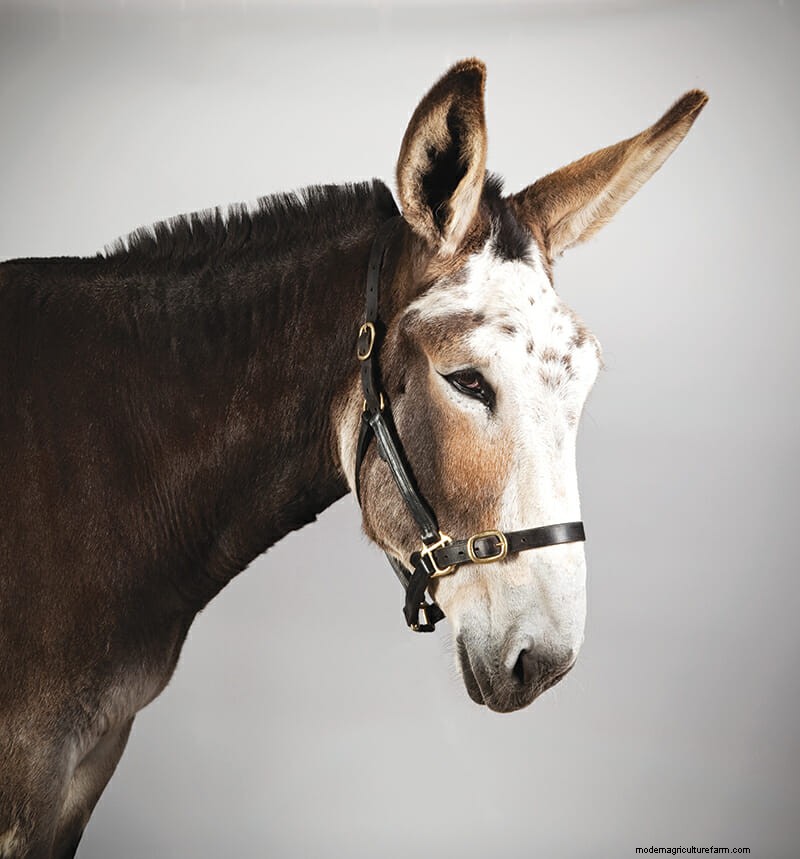 Which Donkey Kicks Ass?