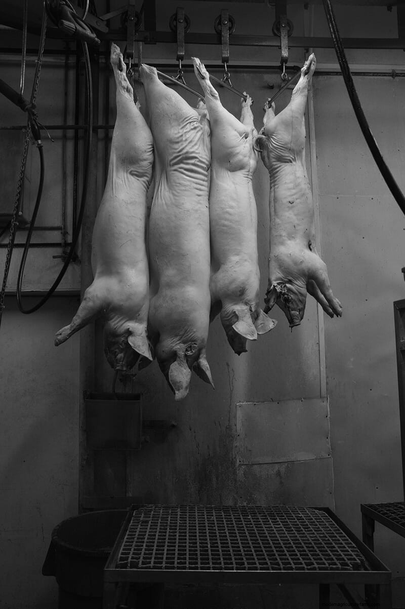 Scenes From the Slaughterhouse