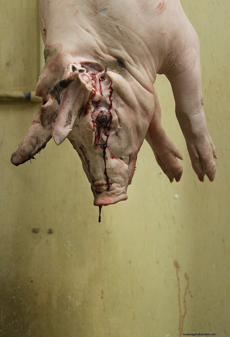 Scenes From the Slaughterhouse