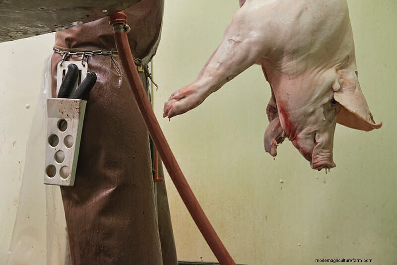 Scenes From the Slaughterhouse