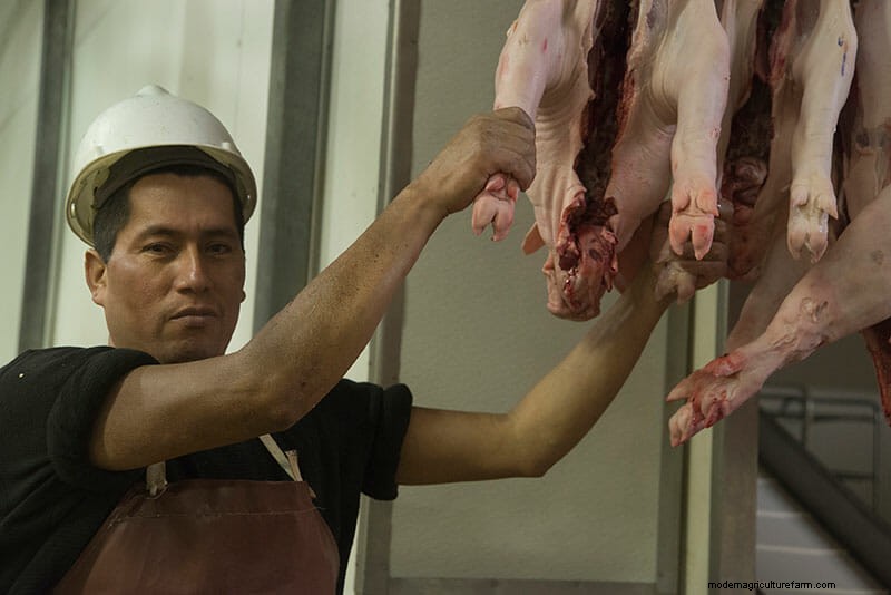 Scenes From the Slaughterhouse