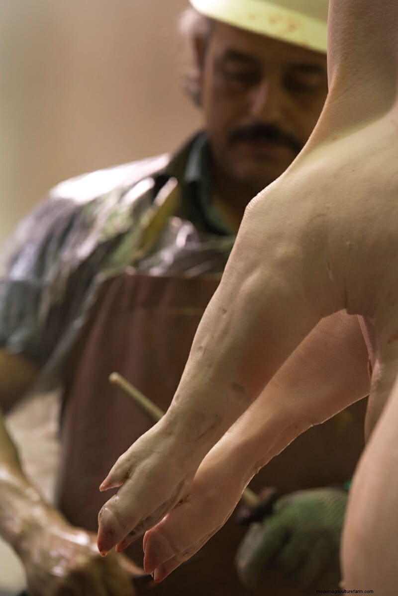 Scenes From the Slaughterhouse