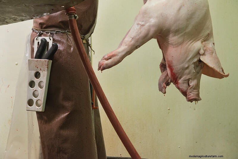 Scenes From the Slaughterhouse