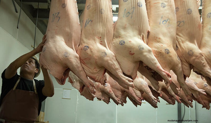 Scenes From the Slaughterhouse