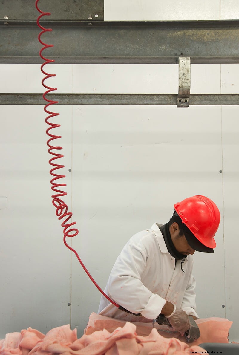 Scenes From the Slaughterhouse