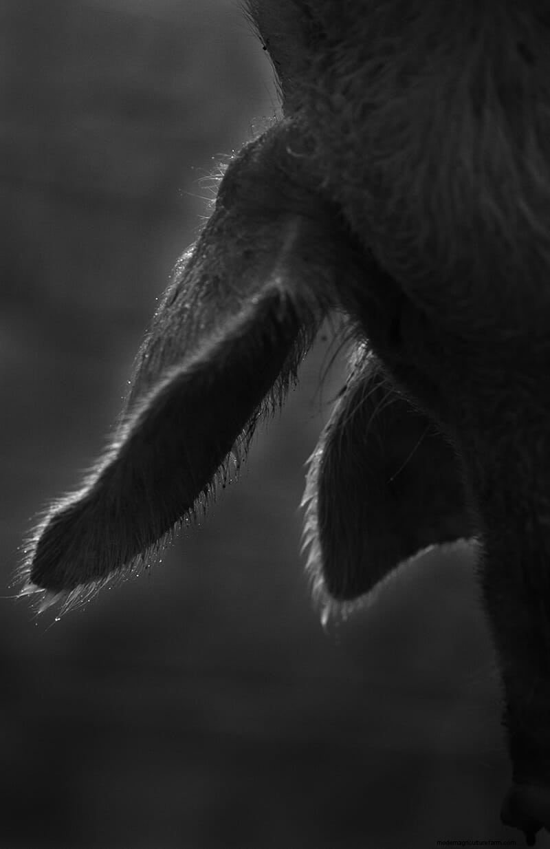 Scenes From the Slaughterhouse