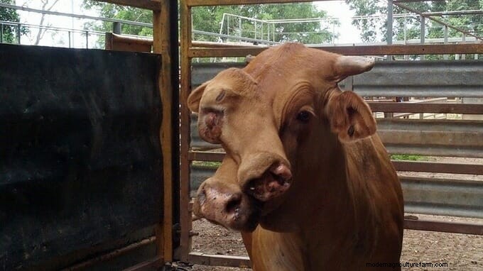 “Two Face” the Steer Sold to Slaughterhouse