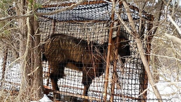 Escaped Goat Of Lowell, MA Rescued By Animal Sanctuary