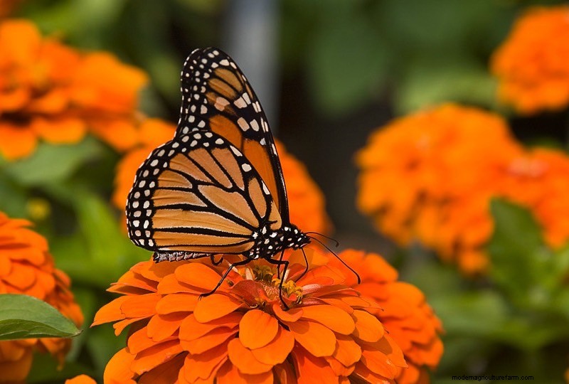 A Peek Inside the World of Butterfly Farming