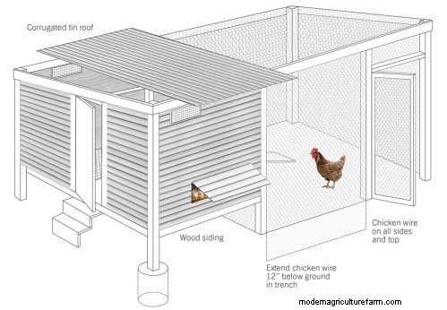 How to Build a Chicken Coop